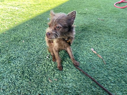 Photo of Choco, adoptable Chihuahua in San Jose, California