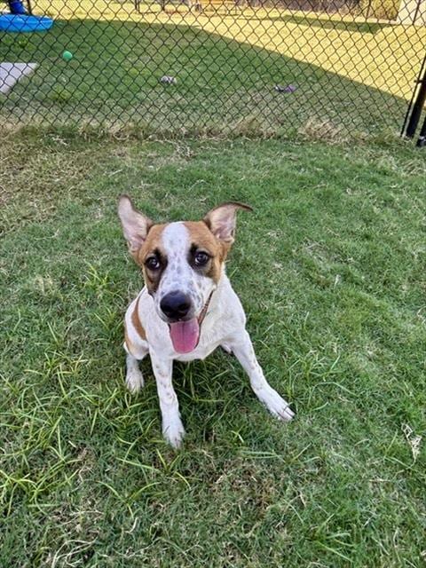Photo of Jake Sulley, adoptable Australian Cattle Dog/Blue Heeler in Temple, Texas
