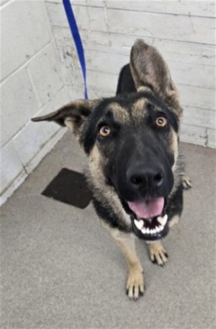 Photo of Frida, adoptable German Shepherd Dog in San Bernardino, California
