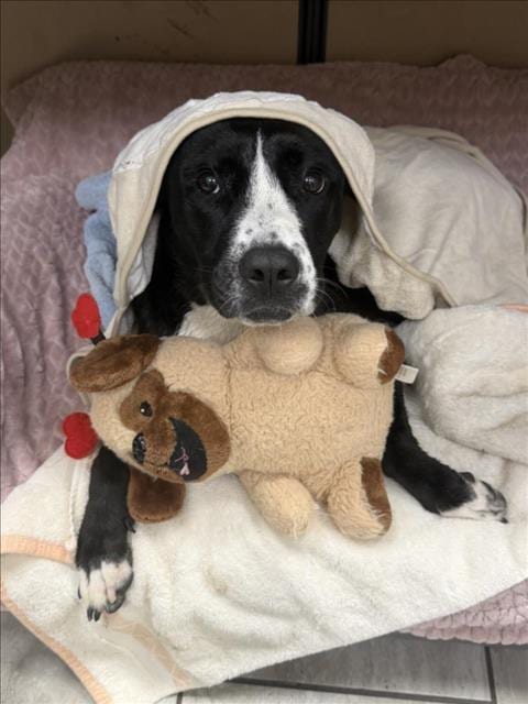Photo of Brandy, adoptable American Bulldog in Mobile, Alabama