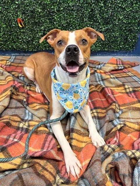 Photo of Junya, adoptable American Pit Bull Terrier in Corpus Christi, Texas