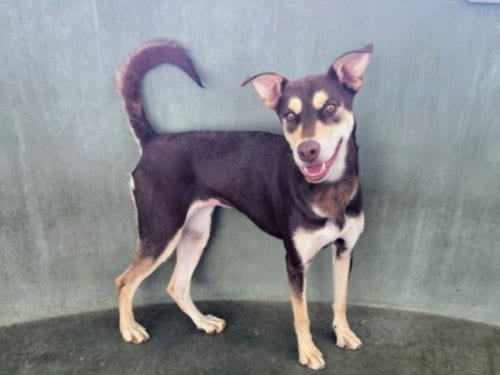 Photo of Carmella, adoptable Australian Kelpie in Van Nuys, California