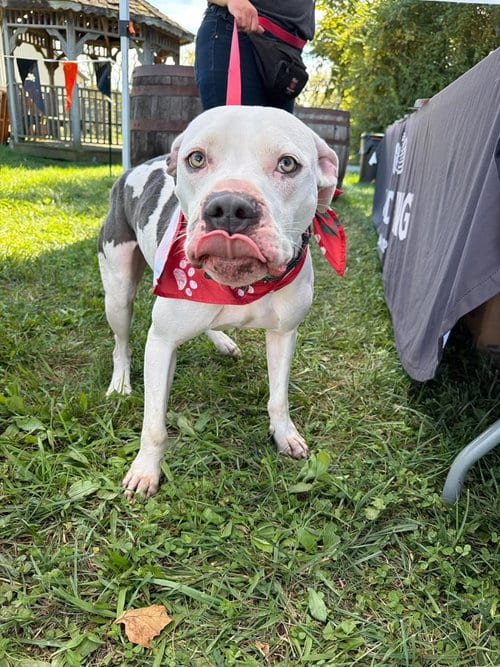 Photo of Monteray, adoptable American Pit Bull Terrier in Germantown, Ohio