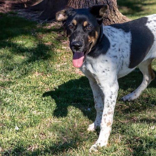 Photo of Blossom, adoptable Pointer in St Louis, Missouri