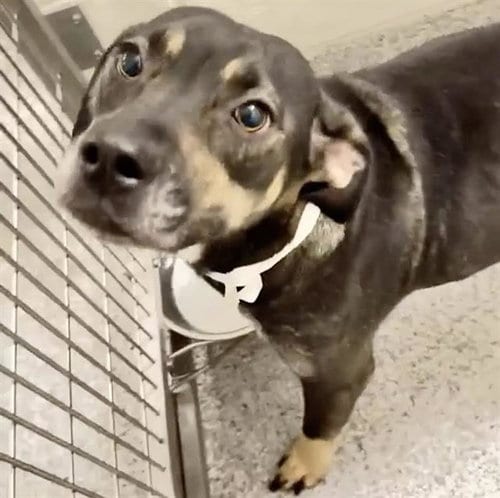 Photo of Elodie, adoptable German Shepherd Dog in Houston, Texas