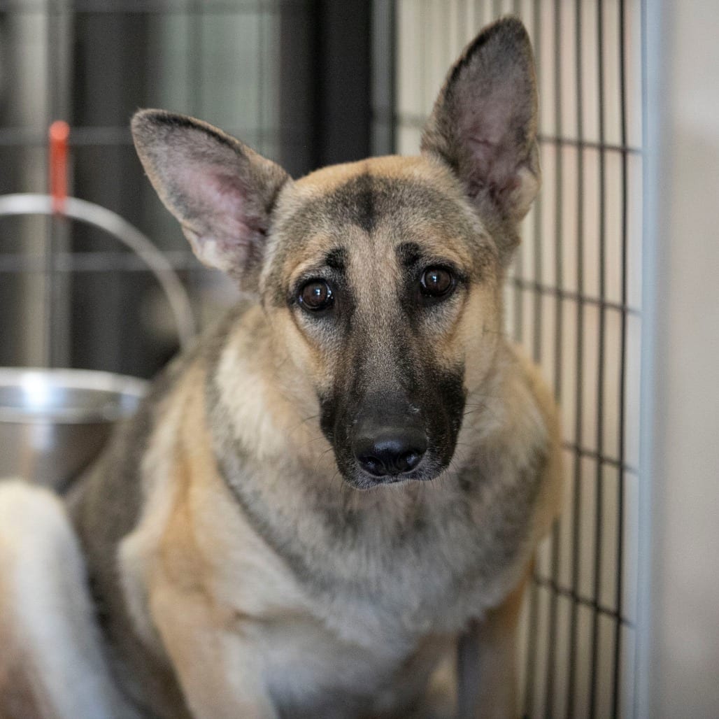 Photo of Wendy (S26-138), adoptable Shepherd, German in Colorado Springs, Colorado