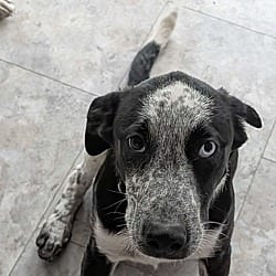 Photo of Opal, adoptable German Shepherd Dog Border Collie in Jesup, Georgia