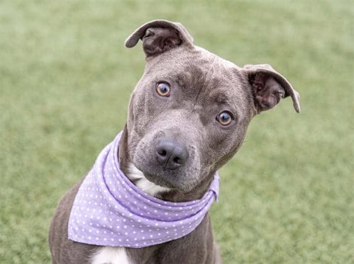 Photo of Circe, adoptable Pit Bull Terrier in Denver, Colorado