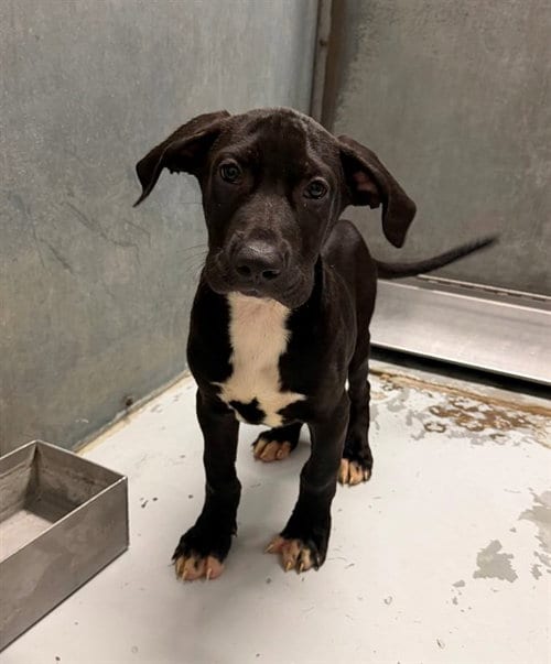 Photo of Dotcom, adoptable Rhodesian Ridgeback in Conroe, Texas