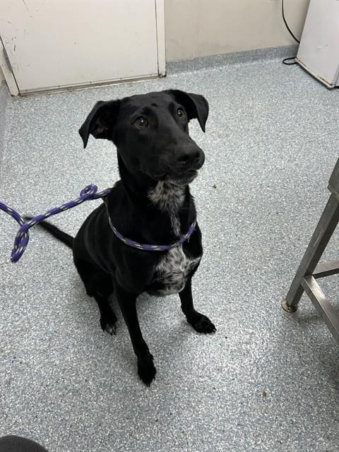 Photo of Elderberry, adoptable Belgian Shepherd Malinois in Garland, Texas