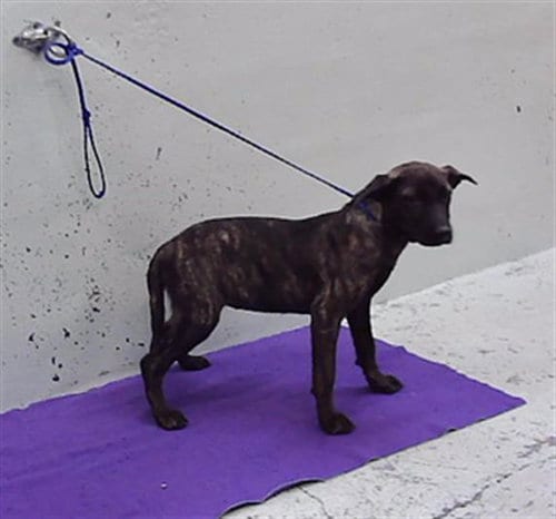 Photo of Sookie, adoptable Staffordshire Bull Terrier in Houston, Texas