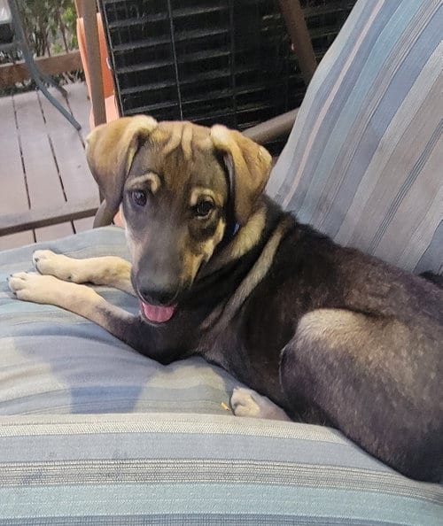 Photo of Eddwin, adoptable Shepherd in Sandy, Utah