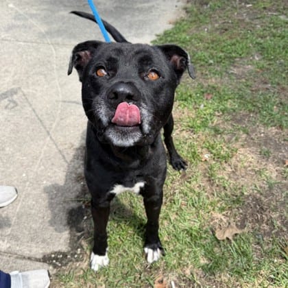 Photo of Max, adoptable Terrier in New Orleans, Louisiana
