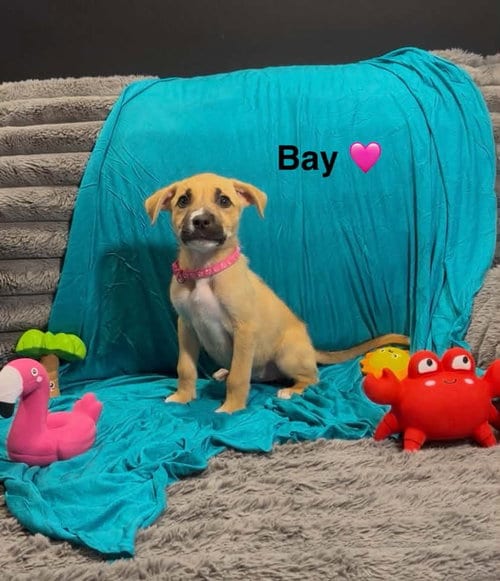 Photo of Bay, adoptable Cattle Dog in Turlock, California