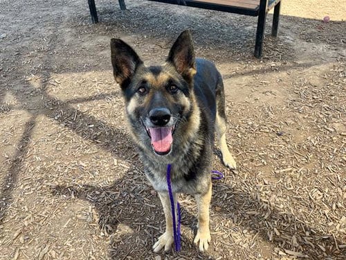 Photo of Jane, adoptable German Shepherd Dog in Orange, California