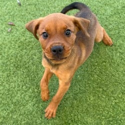 Photo of Marigold 1500, adoptable American Pit Bull Terrier in Loxahatchee, Florida