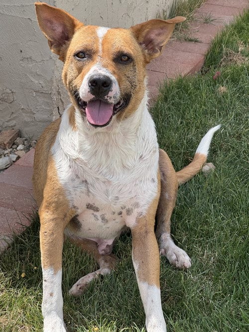Photo of Ace, adoptable Red Heeler in Chandler, Arizona