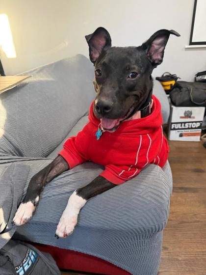 Photo of Pakora, adoptable dog in Chamblee, Georgia