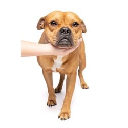 Photo of Oliver, adoptable American Staffordshire Terrier in Doral, Florida