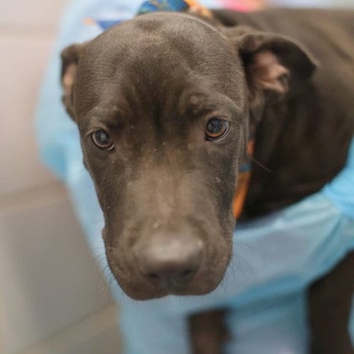 Photo of Edward, adoptable American Staffordshire Terrier in San Antonio, Texas