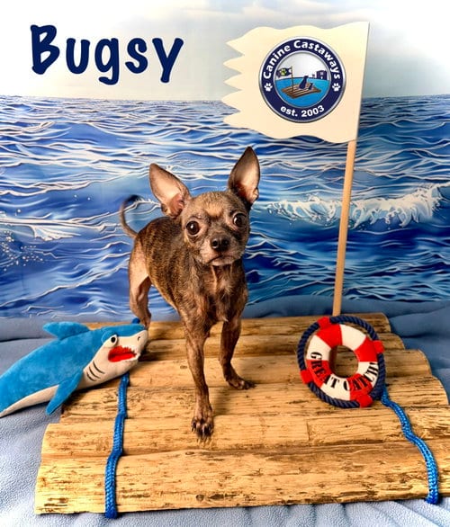 Photo of Bugsy, adoptable Chihuahua in Arcadia, Florida
