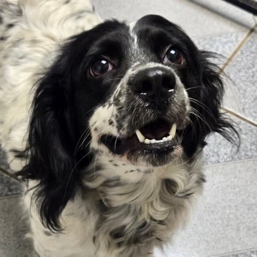 Photo of Panda, adoptable Spaniel in Normal, Illinois