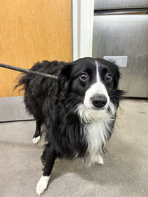 Photo of Tux, adoptable Border Collie in Forestville, Maryland
