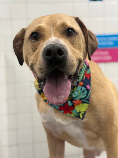 Photo of Powerade, adoptable Labrador Retriever in Greensboro, North Carolina