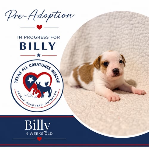 Photo of Billy, adoptable Chihuahua in Lillian, Texas