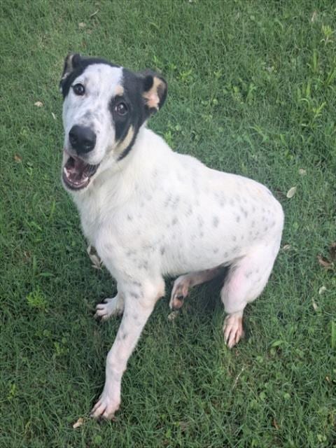 Photo of Doc, adoptable English Pointer in Texas City, Texas