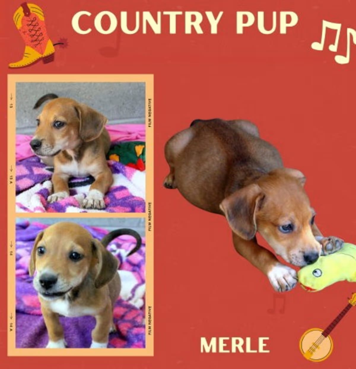 Photo of Merle, adoptable Hound (Unknown Type) in Lindsay, California