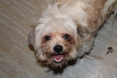 Photo of Gemma, adoptable Maltese in Hartselle, Alabama