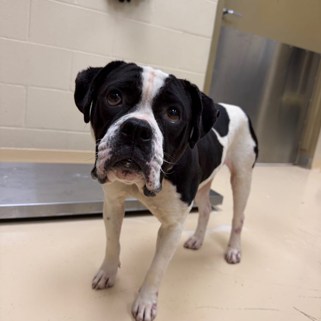 Photo of Rhymes, adoptable Mixed Breed (Medium) in Winston-Salem, North Carolina