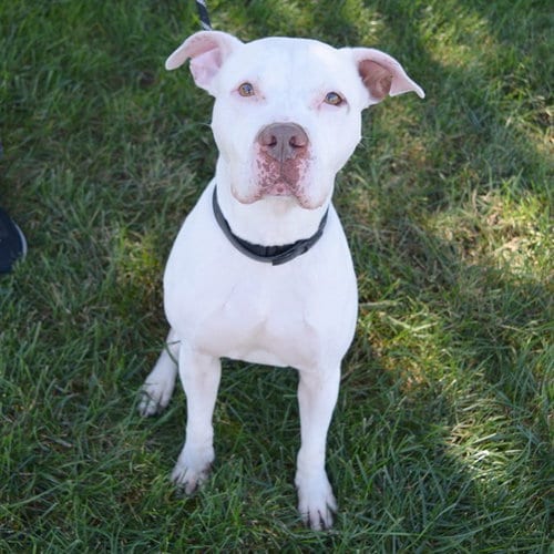 Photo of Arthur, adoptable Staffordshire Bull Terrier in Maryland, Missouri