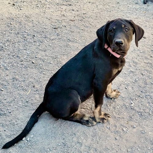 Photo of Sandella, adoptable Labrador Retriever in Yreka, California