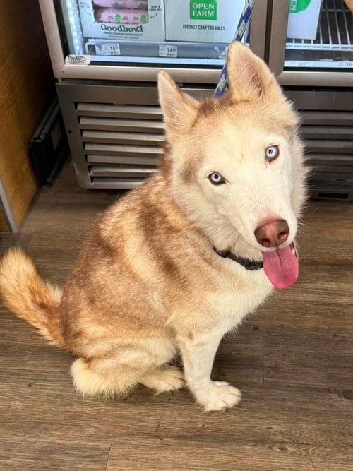Photo of Roscoe, adoptable Siberian Husky in Cedar Crest, New Mexico