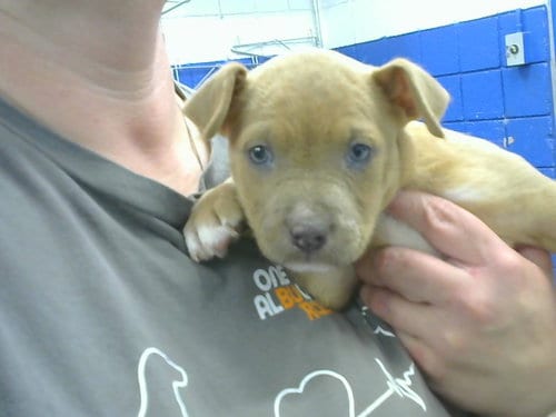 Photo of Tack, adoptable American Pit Bull Terrier in Albuquerque, New Mexico