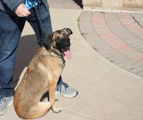Photo of Zadie, adoptable Belgian Shepherd Malinois in Pflugerville, Texas