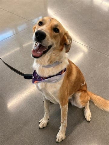 Photo of Mia, adoptable Labrador Retriever in San Martin, California