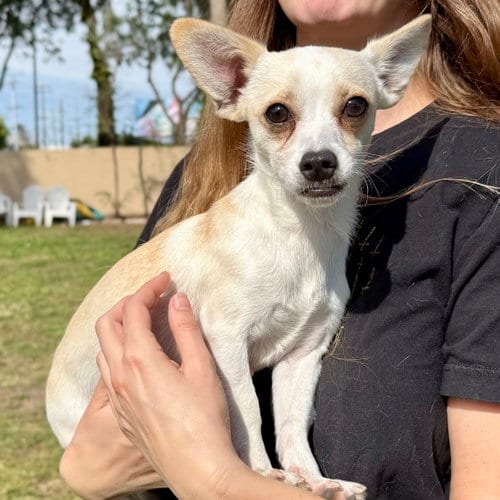 Photo of Finn, adoptable Chihuahua in Oakland, California