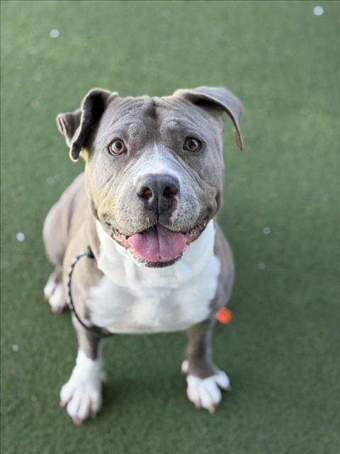 Photo of Mama, adoptable Pit Bull Terrier in Los Angeles, California