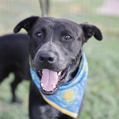 Photo of West, adoptable American Staffordshire Terrier in San Antonio, Texas
