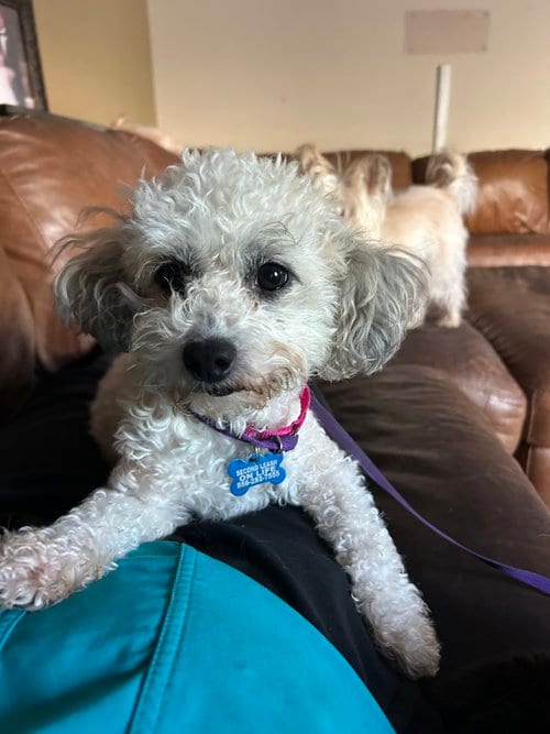 Photo of Antique, adoptable Maltese in San Diego, California