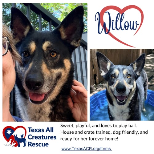 Photo of Willow, adoptable Shepherd in Lillian, Texas