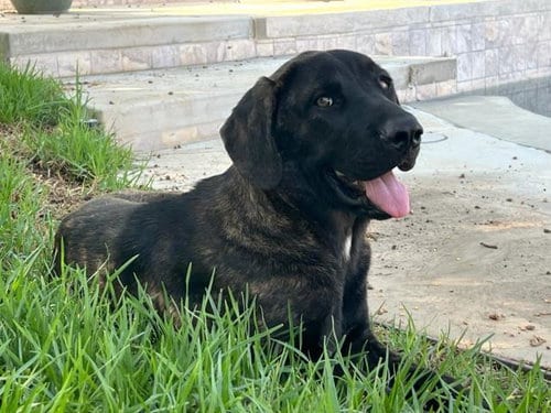 Photo of Liam, adoptable Mastiff in Riverside, California