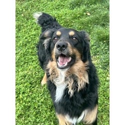 Photo of Benny, adoptable Australian Shepherd in Pueblo, Colorado