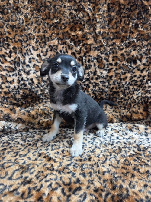 Photo of Tate, adoptable Chihuahua in El Centro, California