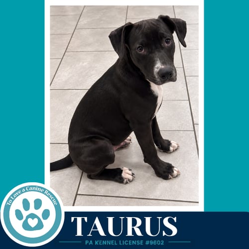 Photo of Taurus (Horoscope Pups) 100326, adoptable Labrador Retriever in Kimberton, Pennsylvania