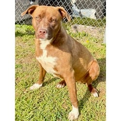 Photo of Venus/Shine, adoptable Labrador Retriever in Port St. Joe, Florida