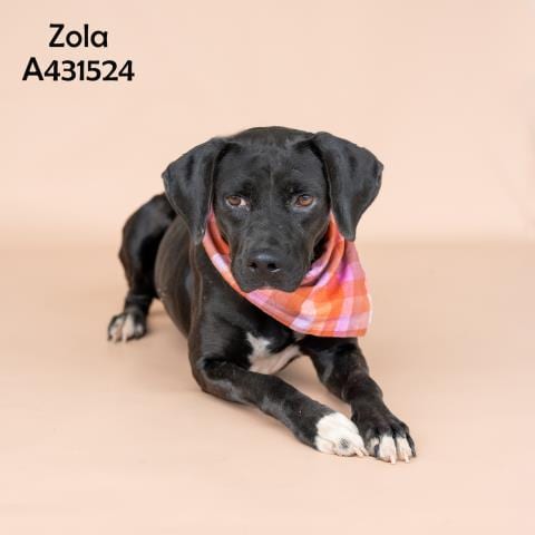 Photo of Zola, adoptable Labrador Retriever in Conroe, Texas